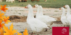 Márton-nap Ópusztaszer 2025