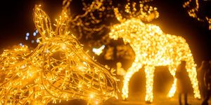 Fénykiállítás Szolnok 2025. Varázslatos séta a fényállatok kertjében a Bagolyvár Vadasparkban