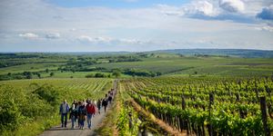 Dűlőtúra Eger 2026 - Kadarka bortúra és borkóstoló