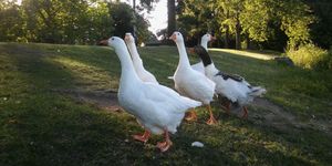 Szent Márton-napi Vásár Szombathely 2025 Vasi Skanzen