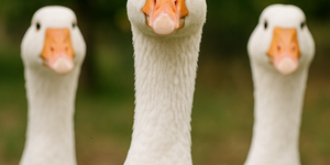 Márton-napi libaságok Tiszafüred 2025