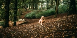 Őszi wellness pihenés félpanzióval, délutáni süteménnyel a bükfürdői Caramell Premium Resort-ban Őszi wellness pihenés félpanzióval, délutáni süteménnyel a bükfürdői Caramell Premium Resort-ban