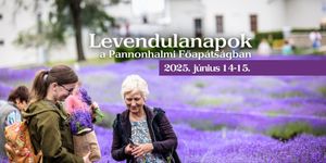 Levendula szüret Pannonhalma 2025. Szedd magad levendula a Pannonhalmi Főapátság Gyógynövénykertjében