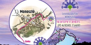 Levendula szedés 2025 Káli-medence. Szedd magad a levendulát a MagyarProcvence Levendulabirtokon!
