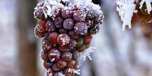 Vince-napi Borünnep Balatonfüred 2026