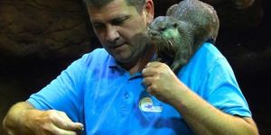 Vidra látványetetés Poroszlón minden nap a Tisza-tavi Ökocentrumban