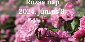 Rózsa nap Dörgicse 2024 Levendárium Dörgicsei Levendula Major