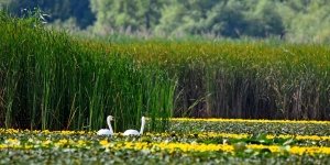 Madárles túra Tisza-tó 2024. Madármegfigyelő ornitológiai túrák madárfotózással, szakvezetéssel
