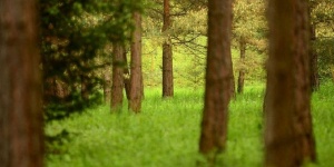 Családi Nap Budakeszin a szabadban, gyönyörű környezettel várjuk a Budakeszi Arborétumban