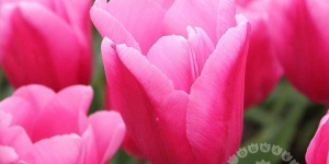 Tulipánszüret Kosd 2025. Tulipánpiknik a TulipGarden Dunakanyar tulipánkertben
