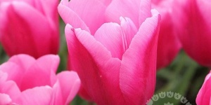 Tulipánszüret Kosd 2024. Tulipánpiknik a TulipGarden Dunakanyar tulipánkertben