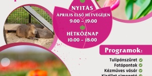 Tulipánszüret Tázlár 2025. Homokhátsági tulipánszüret és piknik a TulipGardenben