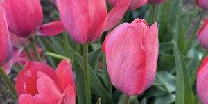 Tulipánszüret Tázlár 2024. Homokhátsági tulipánszüret és piknik a TulipGardenben
