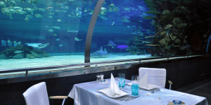 Különleges romantikus vacsora helyszín a Tropicariumban leánykérésre, születésnapra, évfordulóra