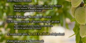 Mandulaszüret 2023 Balatonakali