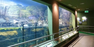 Tisza-tó kiállítás az Ökocentrumban, a vidék élővilága és természeti értékei állandó kiállítás
