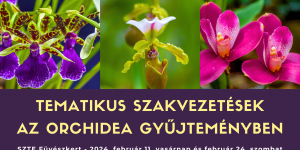 Tematikus szakvezetések az orchidea gyűjteményben