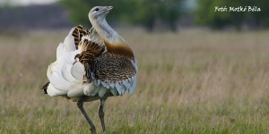 Körös-Maros Nemzeti Park programok 2024. Események, rendezvények