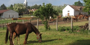 Természetvédelmi major látogatás őshonos magyar állatokkal a Balaton mellett, a Káli-medencében