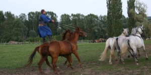 Természetvédelmi major látogatás őshonos magyar állatokkal a Balaton mellett, a Káli-medencében Természetvédelmi major látogatás őshonos magyar állatokkal a Balaton mellett, a Káli-medencében