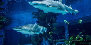 Cápaóra, előadás a tengeri élőlények hétköznapjairól a Tropicariumban Cápaóra, előadás a tengeri élőlények hétköznapjairól a Tropicariumban