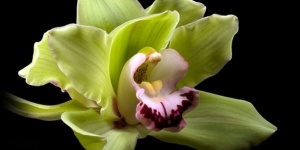 Orchidea Ünnep 2019. Kiállítás és Vásár a Papp László Budapest Sportarénában Orchidea Ünnep 2019. Kiállítás és Vásár a Papp László Budapest Sportarénában