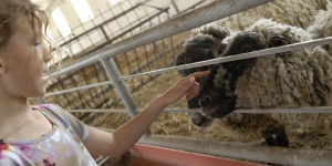 Bárány simogató farmlátogatás és történelmi kalandpark állatos programokkal a Garabonciás Farmon Bárány simogató farmlátogatás és történelmi kalandpark állatos programokkal a Garabonciás Farmon