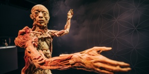Emberi test kiállítás Budapest 2018. Fedezze fel az emberi test titkait a BODY kiállításon! Emberi test kiállítás Budapest 2018. Fedezze fel az emberi test titkait a BODY kiállításon!