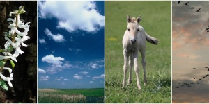 Hortobágyi fotózás 2025. Fotótúrák a Hortobágyi Nemzeti Park szervezésében