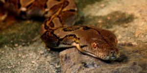 Kígyó látványetetés minden hétfőn a budapesti Tropicariumban