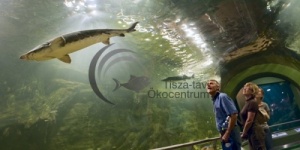 Akvárium látogatás, Európa legnagyobb édesvizű akváriumának megtekintése a poroszlói Ökocentrumban Akvárium látogatás, Európa legnagyobb édesvizű akváriumának megtekintése a poroszlói Ökocentrumban