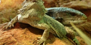 Nagy gyíkok etetése minden szerdán a budapesti Tropicariumban Nagy gyíkok etetése minden szerdán a budapesti Tropicariumban