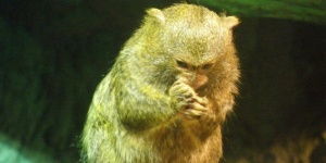 Majom látványetetés a budapesti Tropicariumban