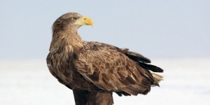 Sasnap a Hortobágyon 2026