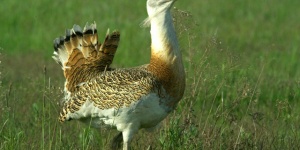 Túzok bemutatása, találkozás és ismerkedés a Körös-Maros Nemzeti Park címerállatával
