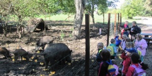 Zoopedagógia foglalkozások óvodás és kisiskolás csoportok részére a Körösvölgyi Állatparkban