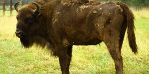 Európai bölény Magyarországon, találkozás a bölényekkel a Körösvölgyi Állatparkban