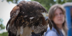 Ragadozó madarak etetése és bemutató a Pécsi Állatkertben a Natura 2000 Parkban Ragadozó madarak etetése és bemutató a Pécsi Állatkertben a Natura 2000 Parkban
