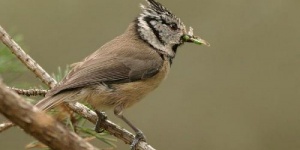 Őrségi Nemzeti Park Látogatóközpont látogatás, állandó kiállítások Kőszegen