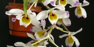 Orchidea és Bromélia Kiállítás és Vásár 2018 Vajdahunyadvár Budapest Orchidea és Bromélia Kiállítás és Vásár 2018 Vajdahunyadvár Budapest