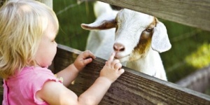Kecske simogató farmlátogatás és történelmi kalandpark állatos programokkal a Garabonciás Farmon Kecske simogató farmlátogatás és történelmi kalandpark állatos programokkal a Garabonciás Farmon