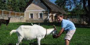 Állatfarm látogatás a Balatonnál, garantált program Gyenesdiáson