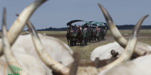 Hortobágyi pusztai fogatozás márciustól októberig