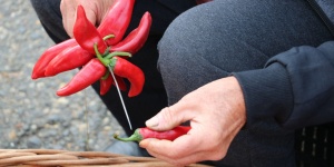 Röszkei Paprika Múzeum programok 2025