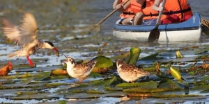 Egynapos családi kirándulás a Tisza-tóhoz a Tisza-tavi Ökocentrumba