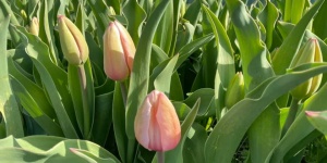 Tulipánszüret Mórahalom 2023