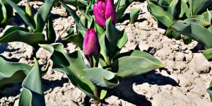 Tulipánszüret Máriakálnok 2023. Szedd magad tulipánszüret a Kálnoki Tulipán Farmon