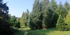 Látogatás a miskolci Avasi Arborétumban, a Dr. Adorján Imre Fenyőkertben