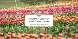Tulipánszüret Kőröshegy 2025