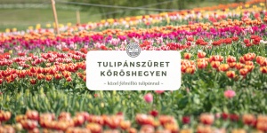 Tulipánszüret Kőröshegy 2023